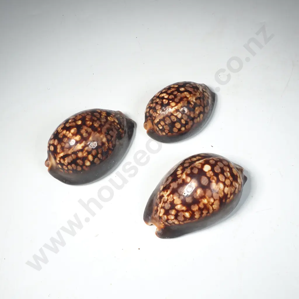 Three Humpback or Chocolate Cowrie Shells Image 1++