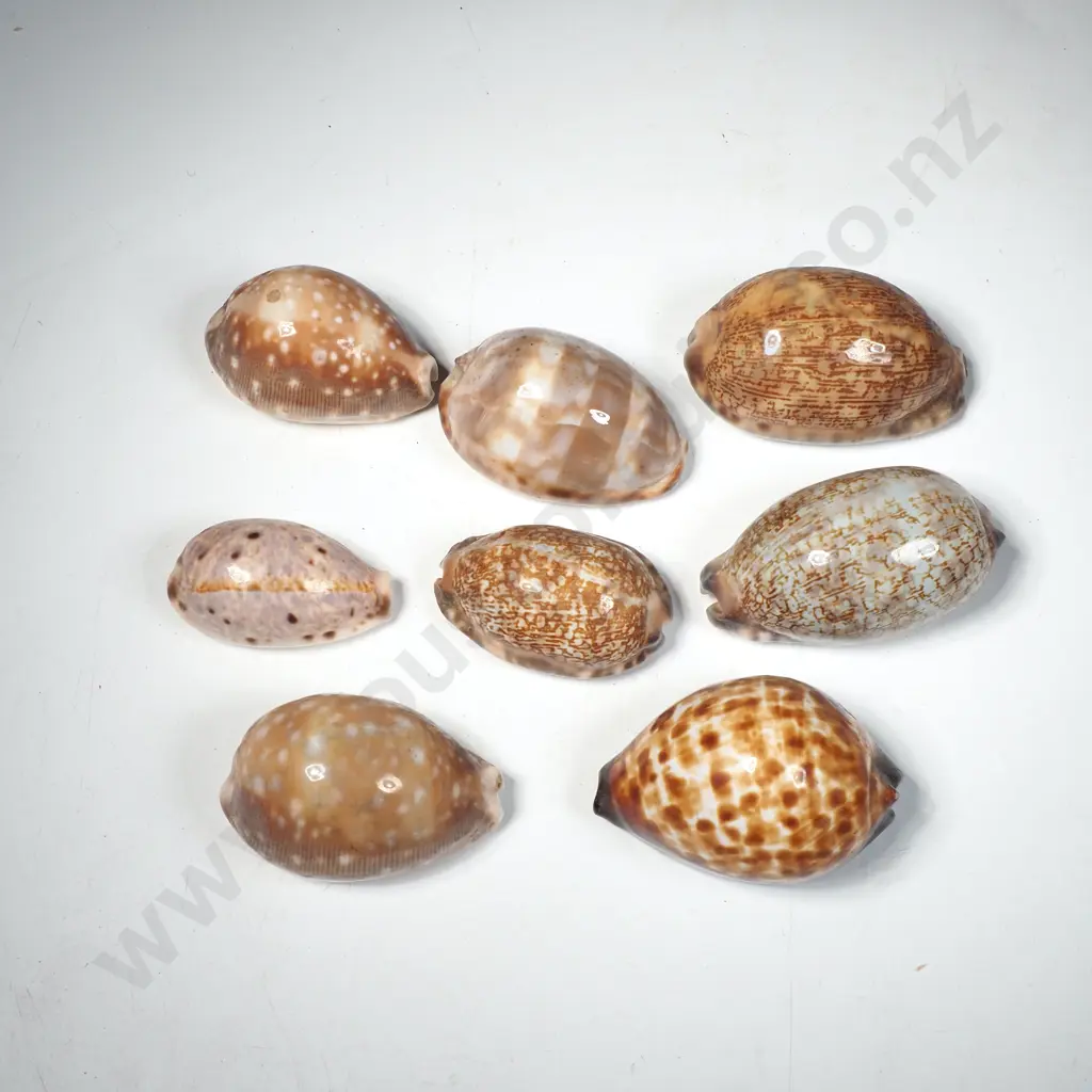 Collection of Eight Cowrie Shells Image 1++