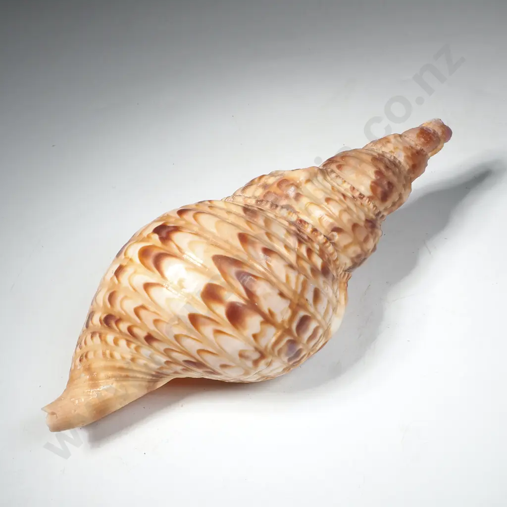 Seashell Charonia Tritonis, Commonly Known as a Triton's Trumpet Image 1++