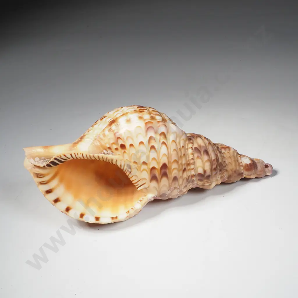 Seashell Charonia Tritonis, Commonly Known as a Triton's Trumpet Image 1++