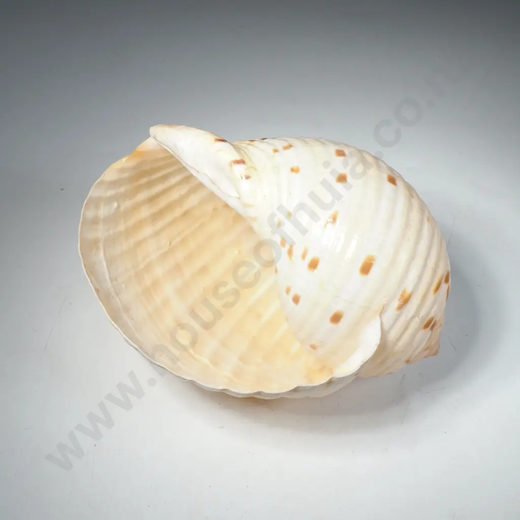 Large Tun Shell (Tonnidae Family) Image 1++