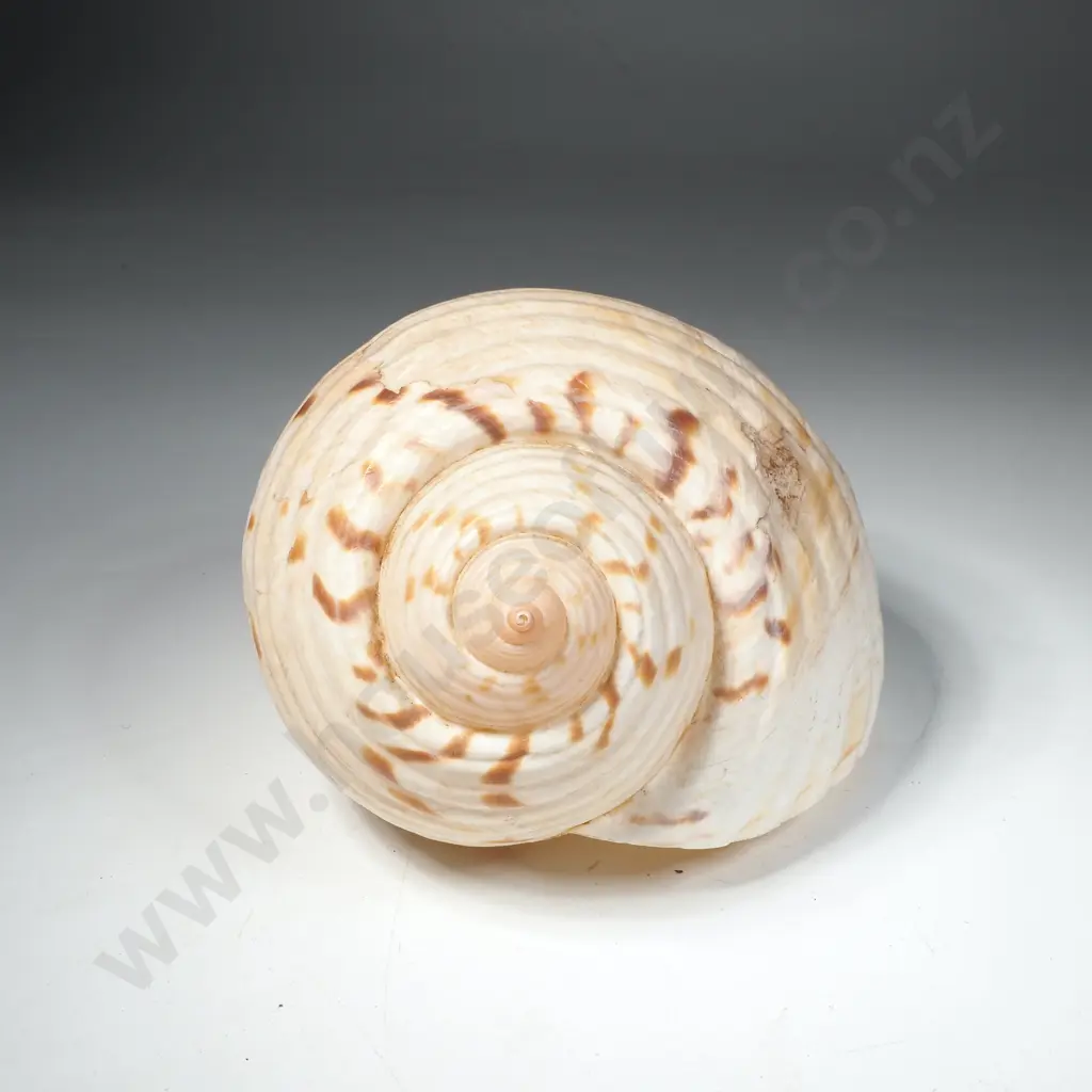 Large Tun Shell (Tonnidae Family) Image 1++