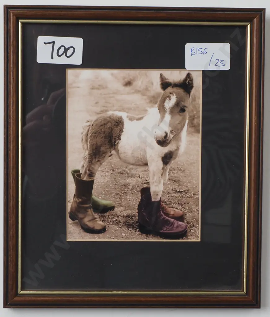 Three Framed Photographs - Two Christchurch & Other Milford Sound & Donkey in Boots Image 1++