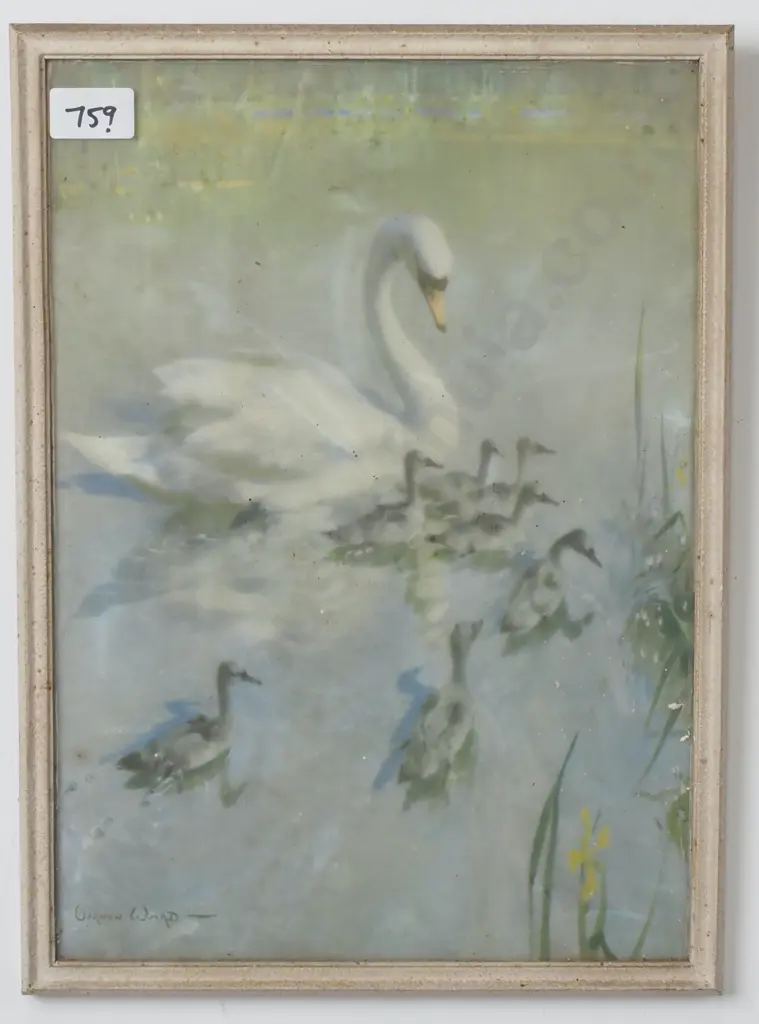 Vernon Ward, Print, Swans. 380 x 270mm  Image 1++