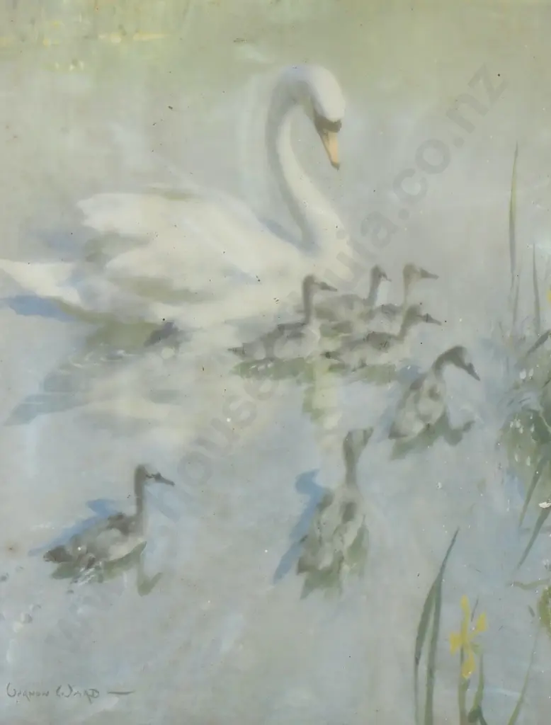 Vernon Ward, Print, Swans. 380 x 270mm  Image 1++