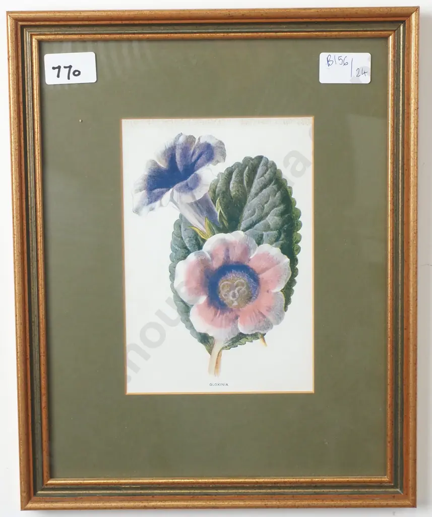 Framed Botanical Print 'Gloxinia' Image 1++