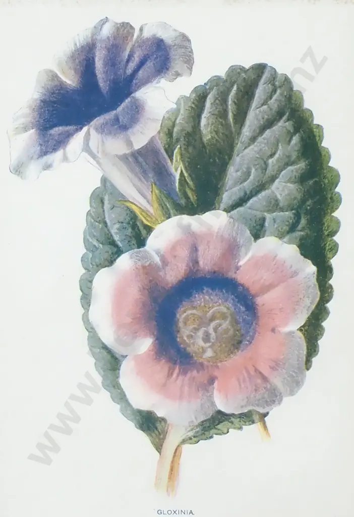 Framed Botanical Print 'Gloxinia' Image 1++