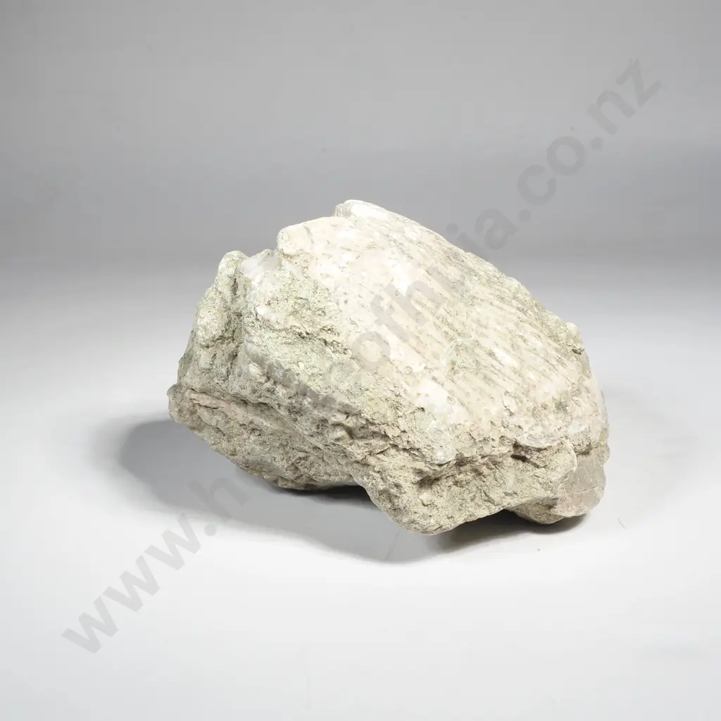 Large Sea Shell Fossil - Likely a Brachiopod Image 1++