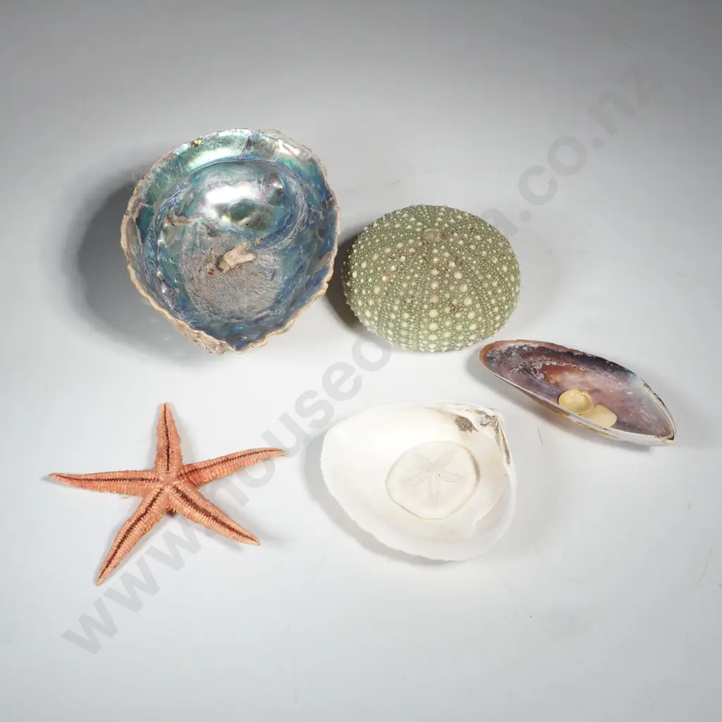 Assorted Seashells including Kina, and Sand Dollar Shells. Image 1++