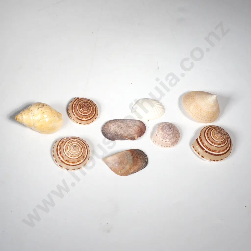 Sundial Seashells w Others Image 1++