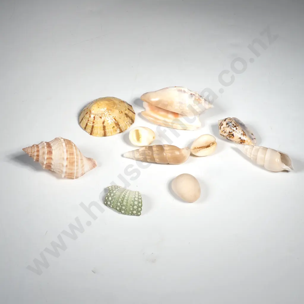A Quantity of Assorted Seashells Image 1++