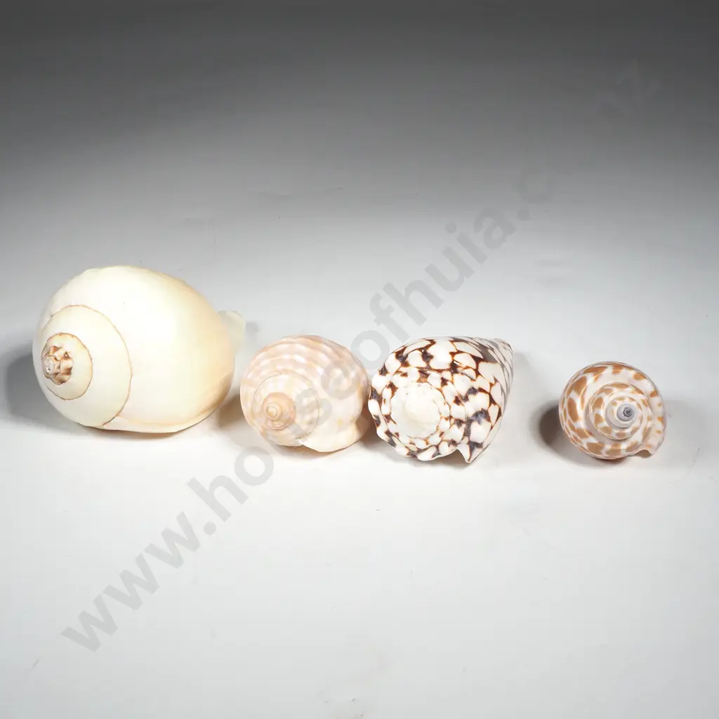 Marbled Cone Seashell & Others Image 1++