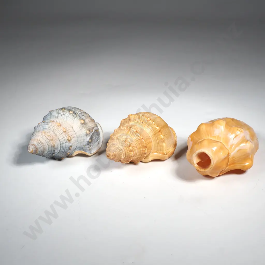 Two Welks a a Florida Crown Conch Seashell Image 1++