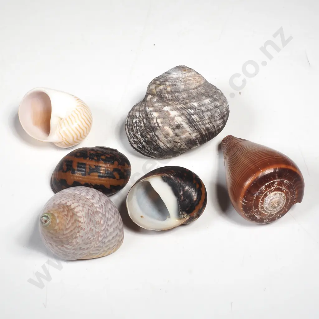Assorted Sea Snail Shells Including A Striped Moon Snail Shell Image 1++