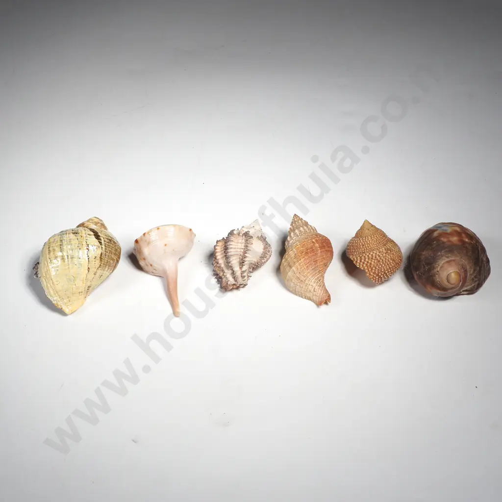 Assorted Marine Sea Snail Shells Image 1++