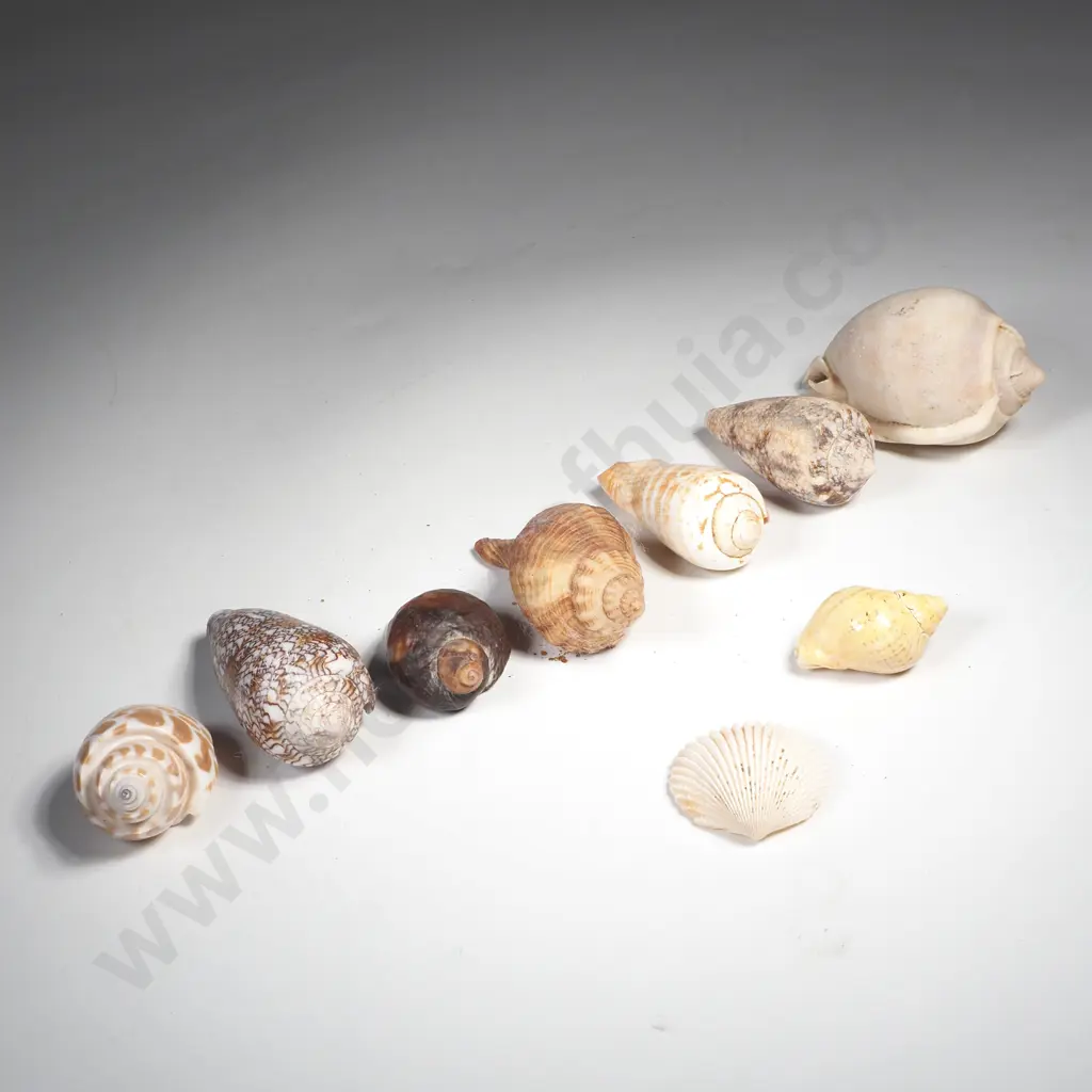Assorted Seashells, Textile Cone, Tiger Shell etc Image 1++