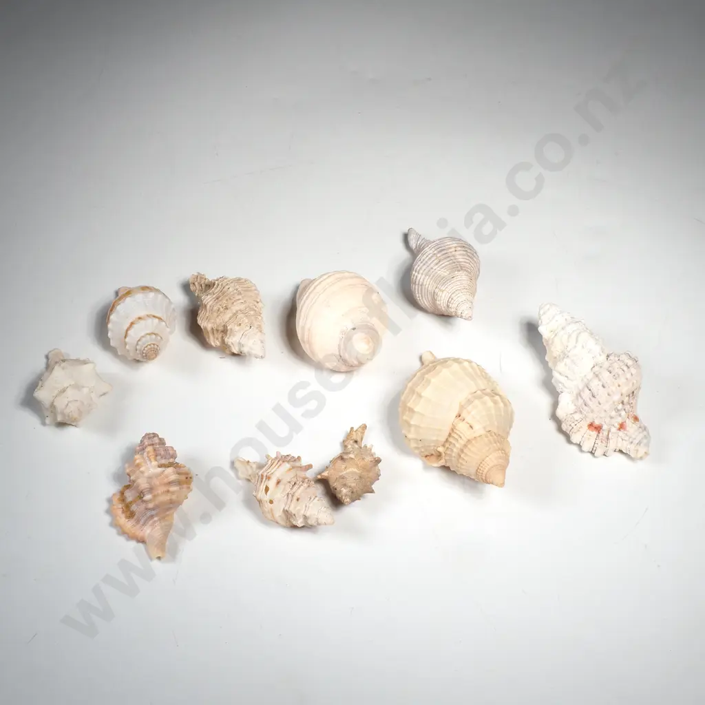Assorted Marine Gastropods, Murex, Whelks etc Image 1++