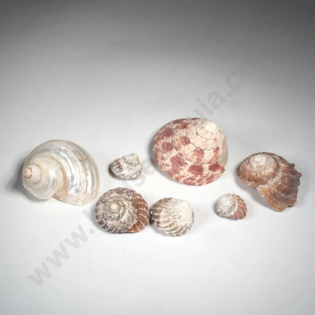 Assorted Turbo Sea Shells Including White Jade Turbo Shell. Image 1++