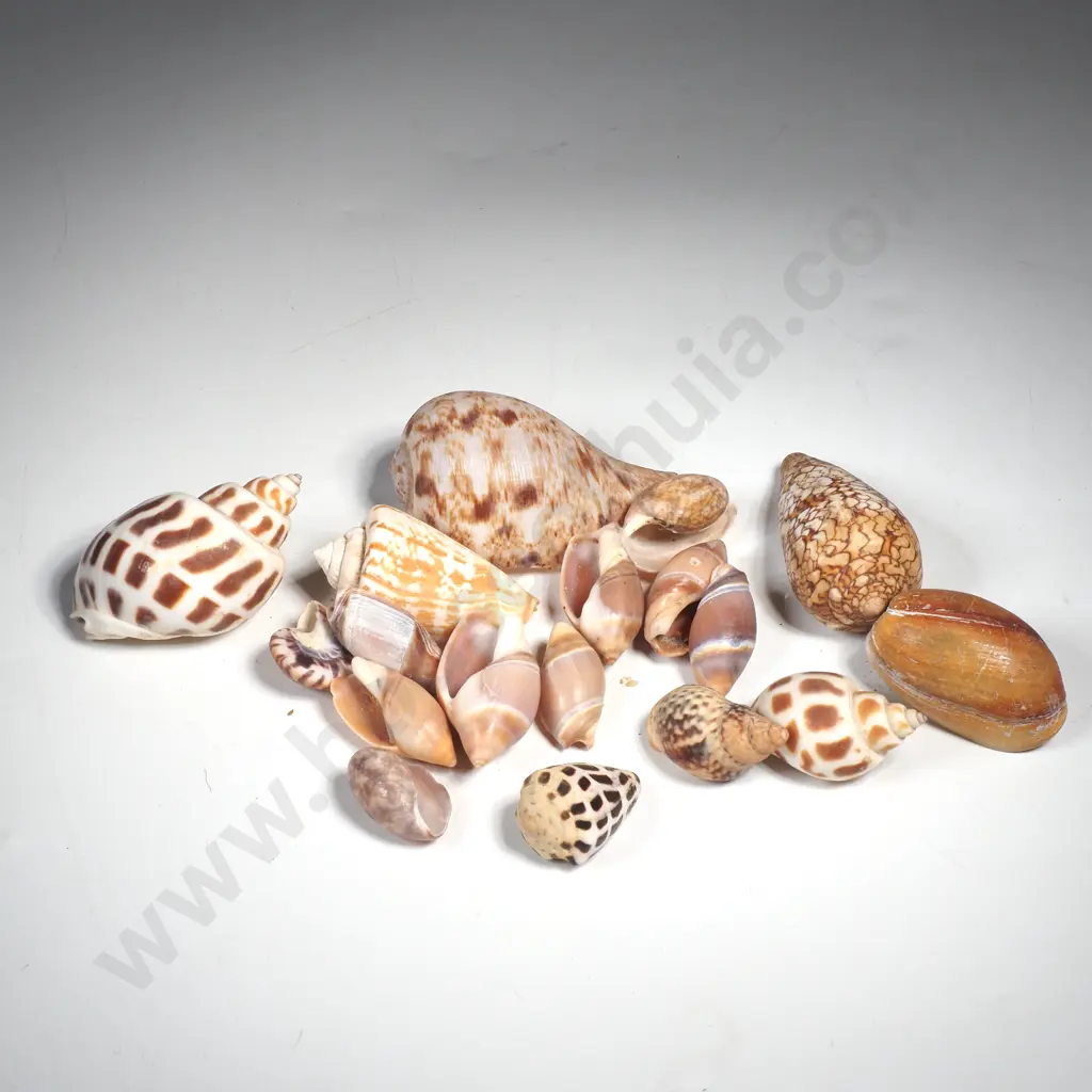 Assorted Sea Shell - Textile Cone, Babylonia & Amalda Australis etc Image 1++