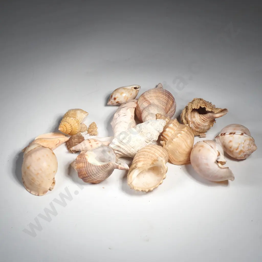 A Quantity of Bonnets & Volute Sea Shells Image 1++