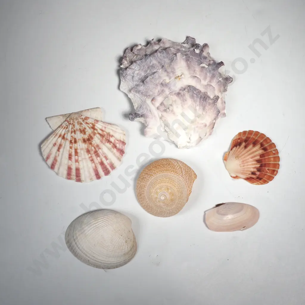 Various Sea Shells- Scallops, Oyster etc Image 1++