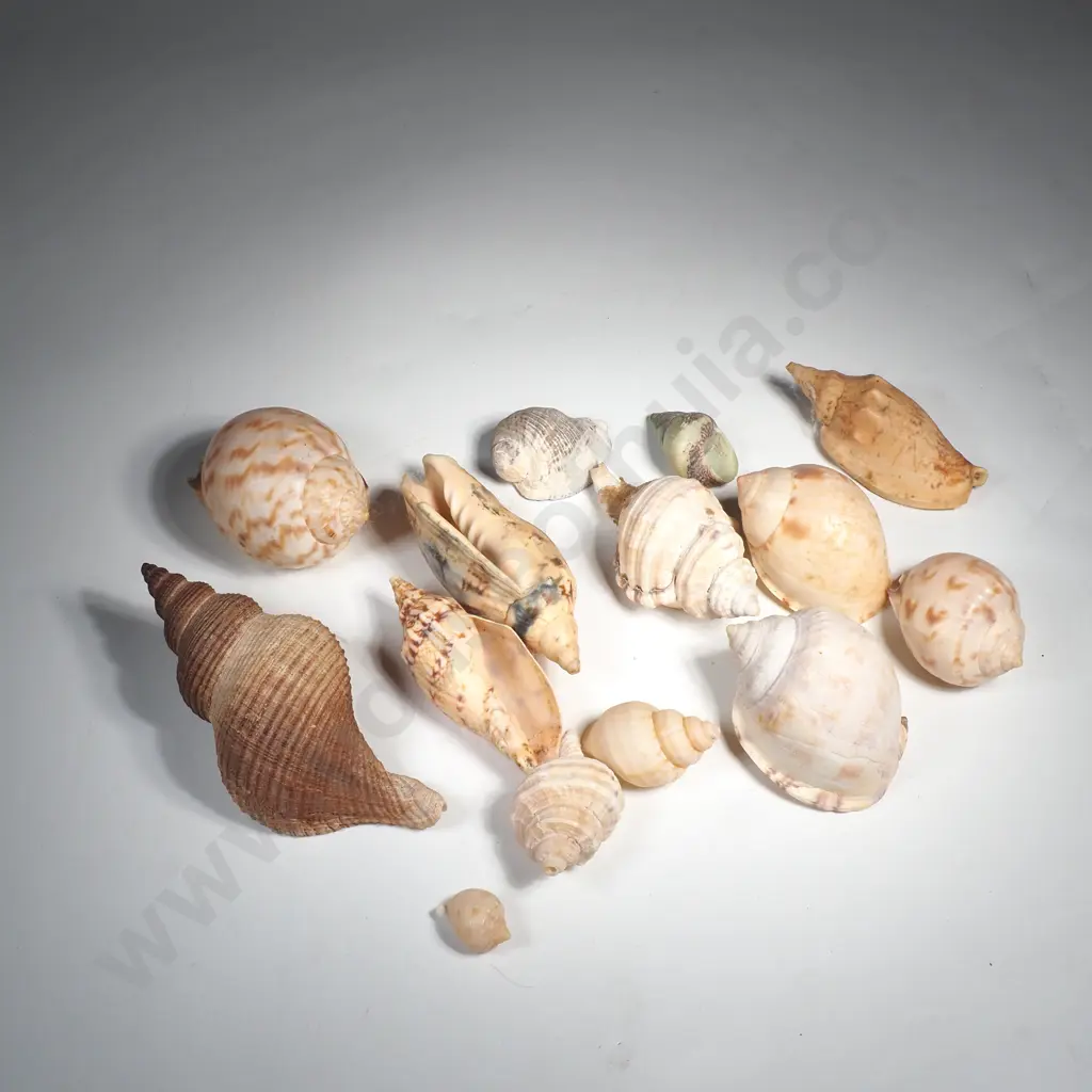 Assorted Sea Shell - Bonnets, Volutes etc Image 1++