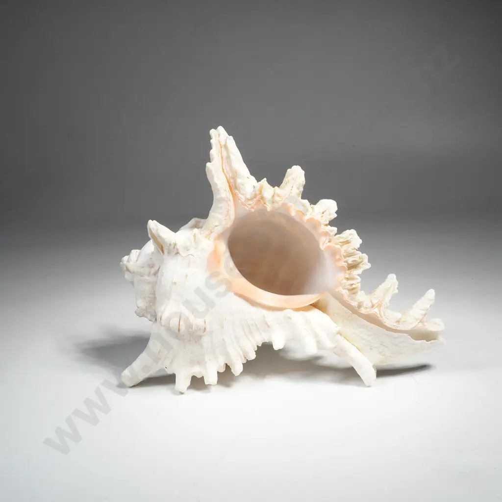 Murex Ramosus Shell Image 1++