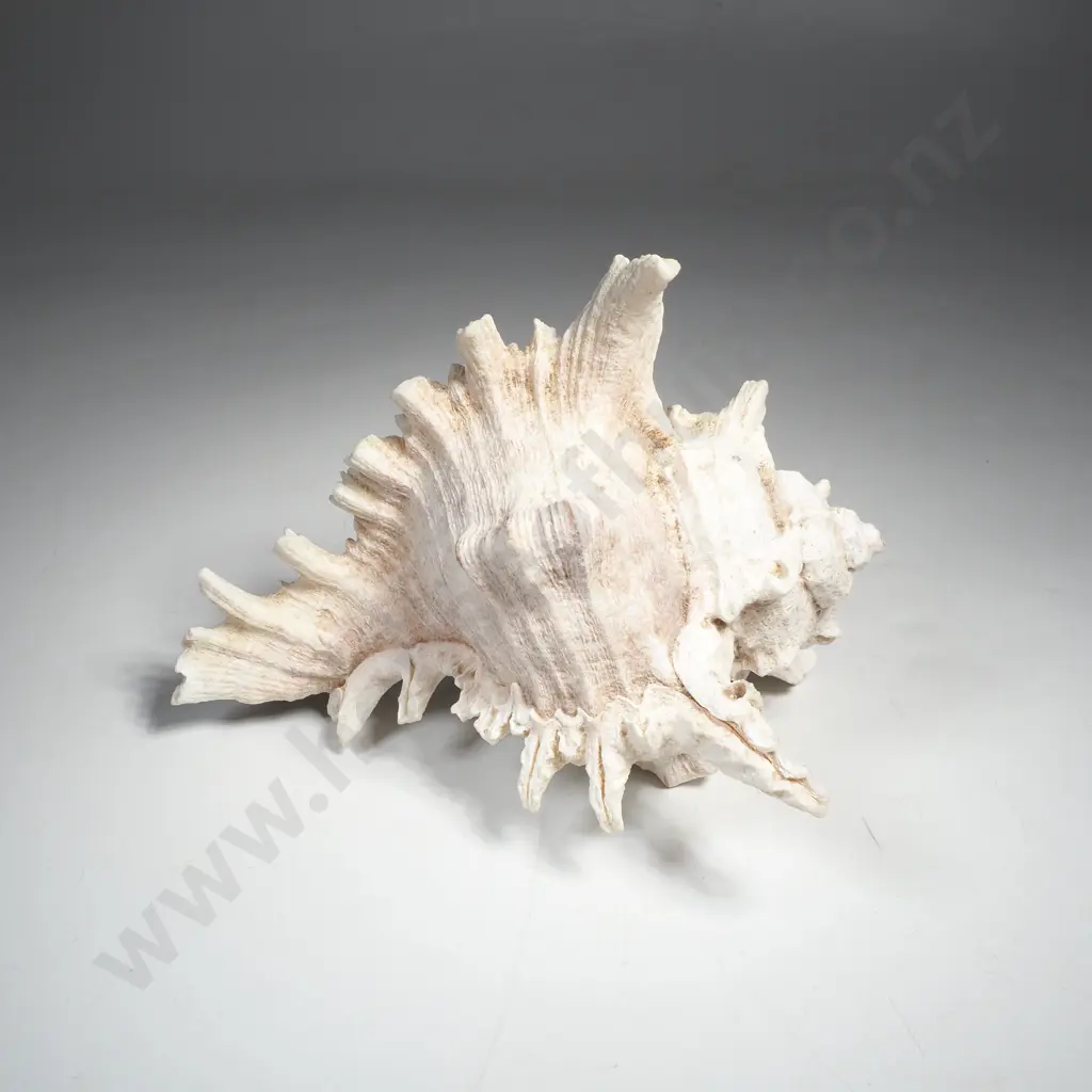 Murex Ramosus Shell Image 1++
