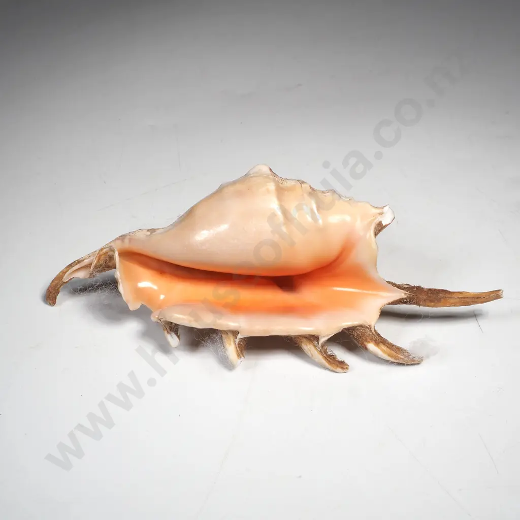 Spider Conch Sea Shell - a/f Image 1++