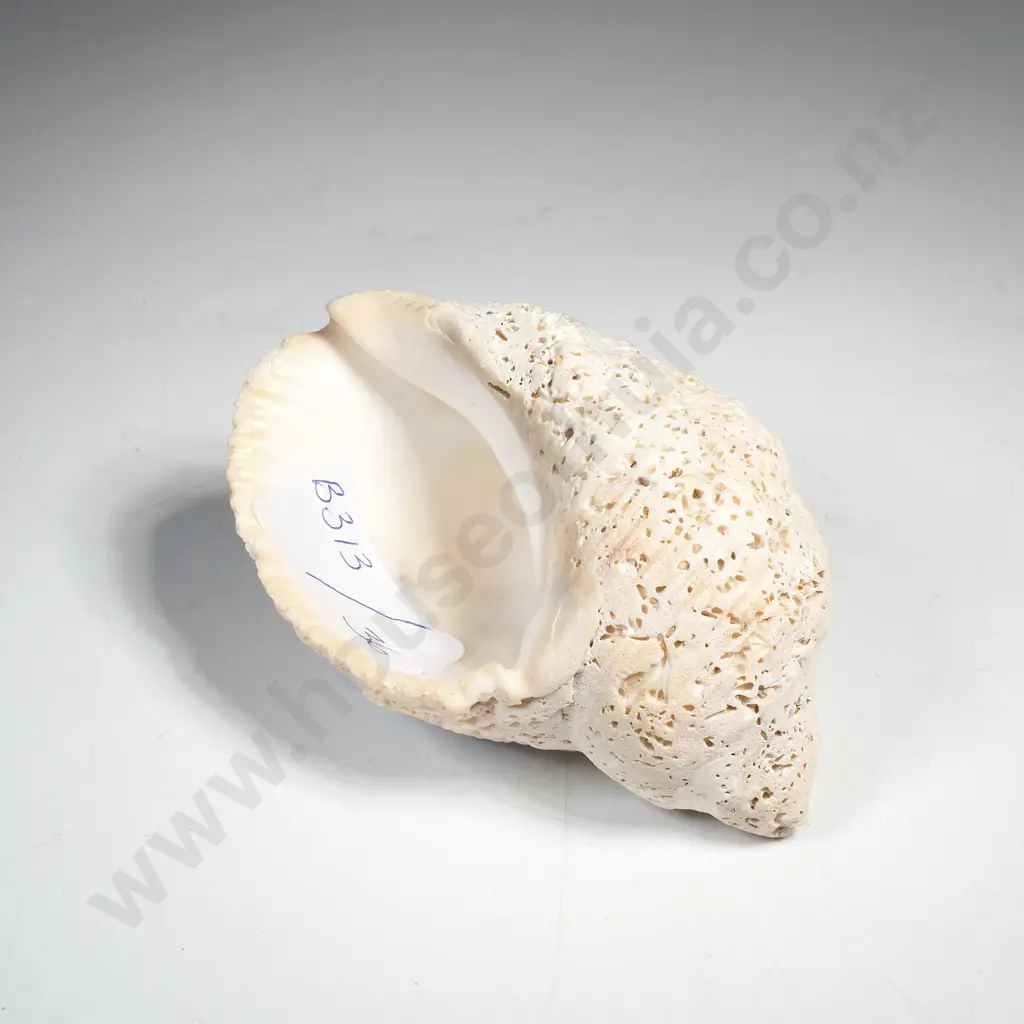 Beach Worn Sea Snail Shell Image 1++