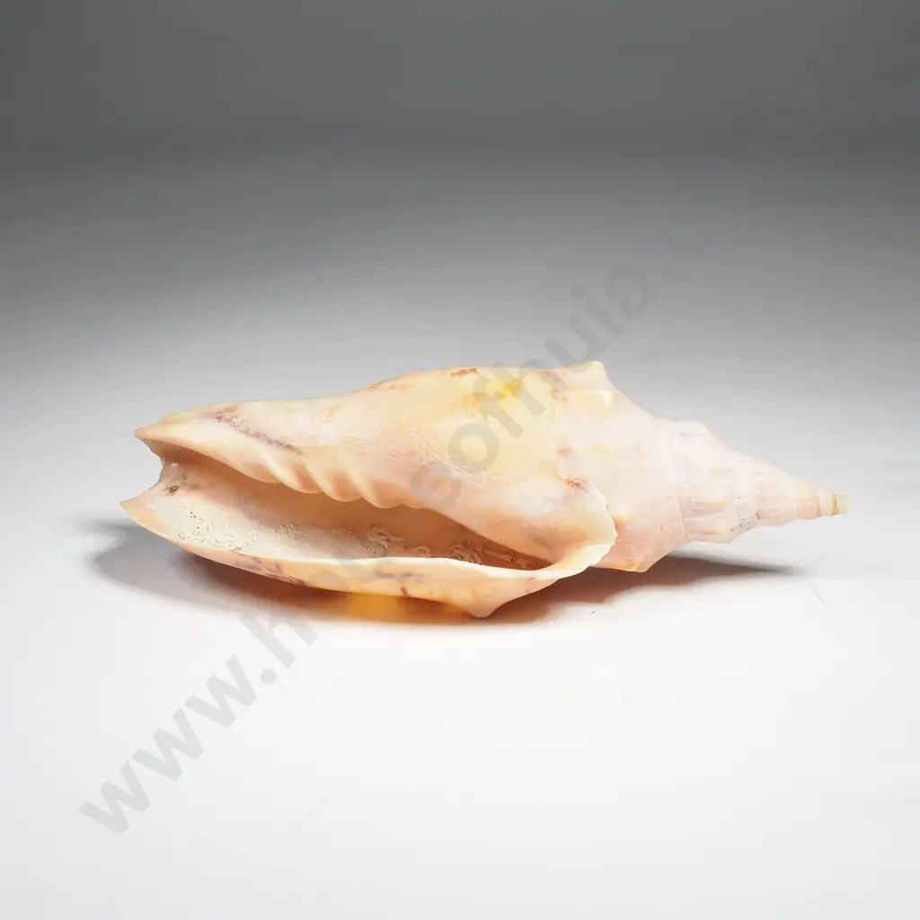 Arabic Volute Sea Shell Image 1++