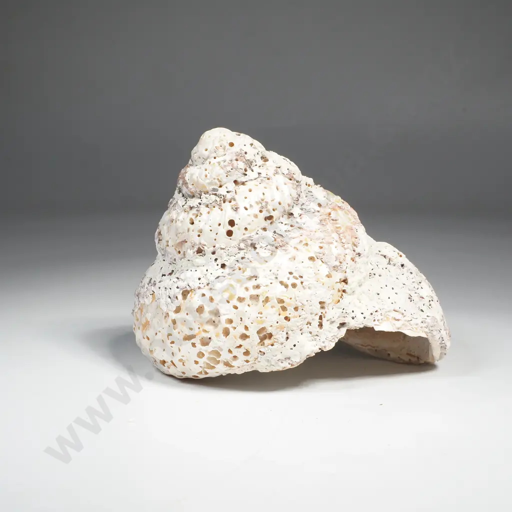 Beach Worn Shell - Possibly Turban Shell Image 1++