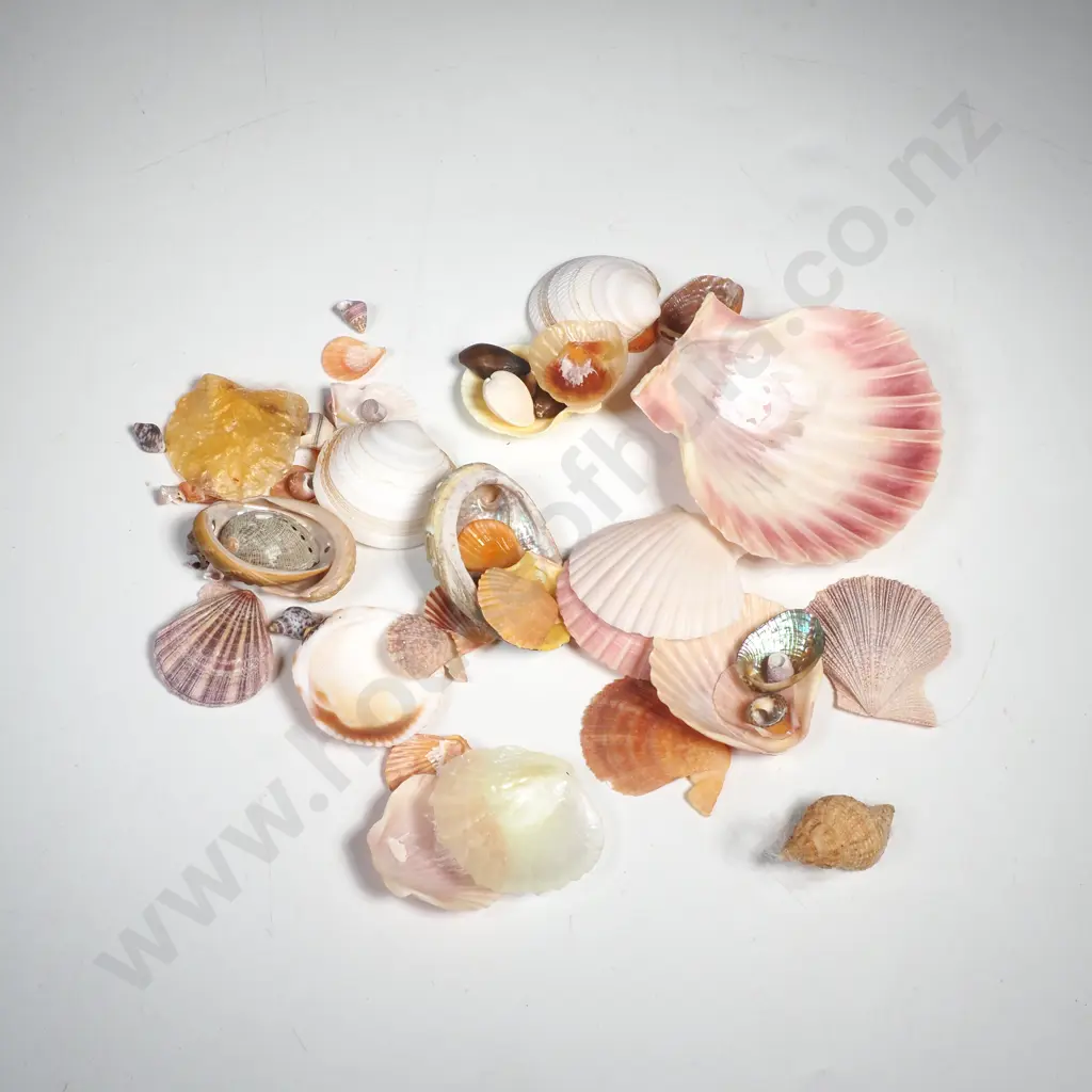 Numerous Small Sea Shells - Abalones, Scallops. etc Image 1++
