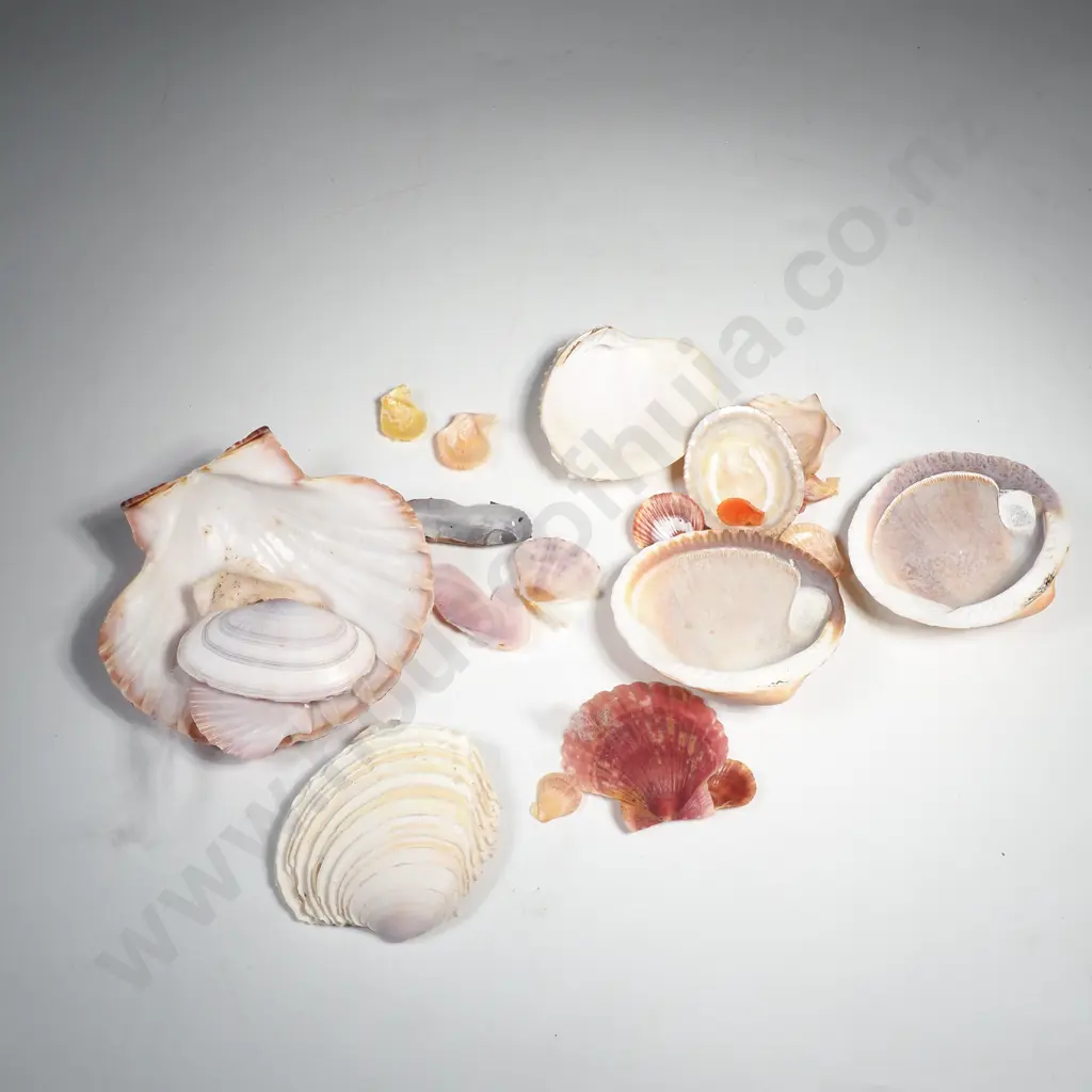 Assorted Sea Shell -Scallops, Venus Clam etc Image 1++