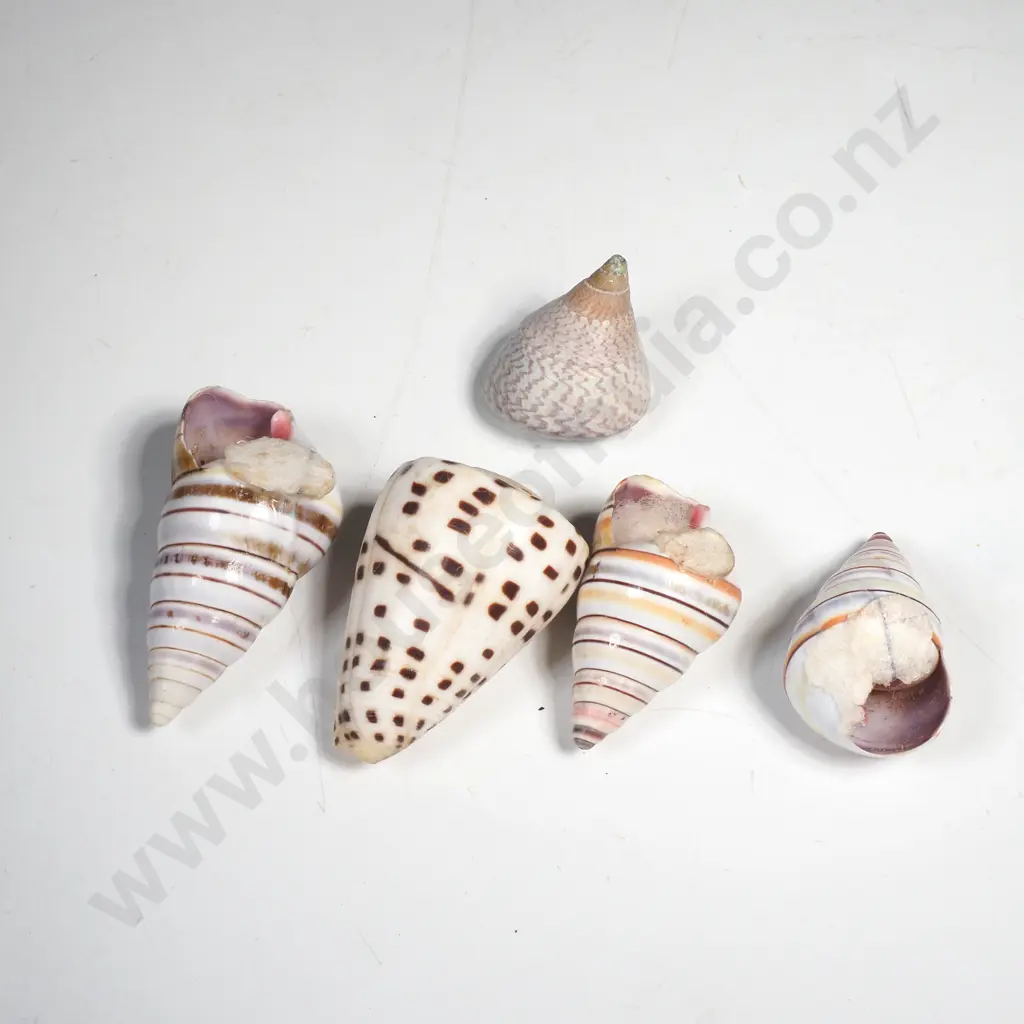 Sea Shells - Candy Cane, Ivory Cone Shell Etc Image 1++
