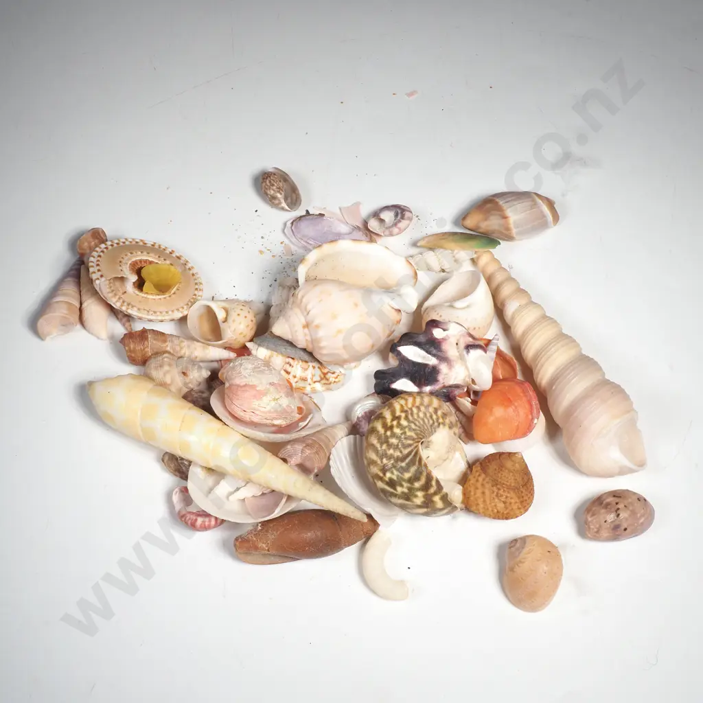.Large Assortment of Small Seashells. Image 1++