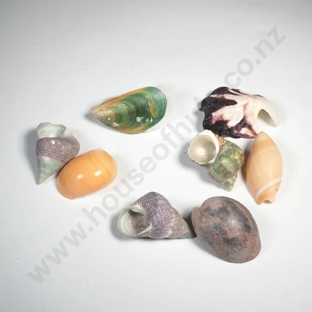 A Quantity of Sea Shells - Opal Top Shells, Golden Moon Sea Shell etc Image 1++