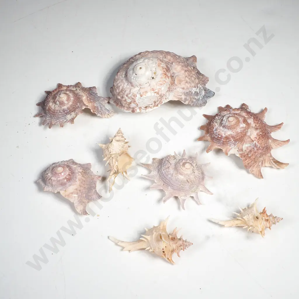 Sunburst Star Turbans and Spiny Murex Sea Shells Image 1++