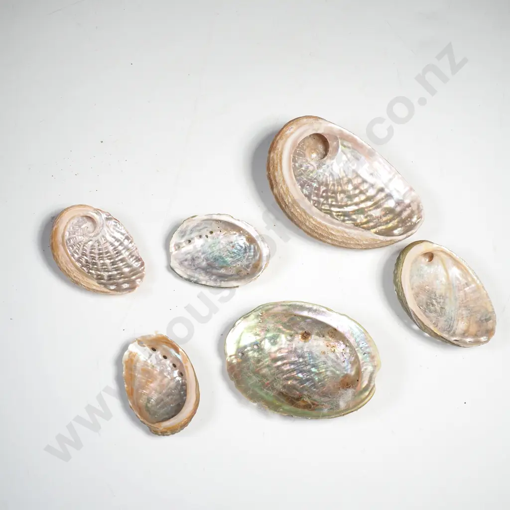 Assorted Abalone Shells Image 1++