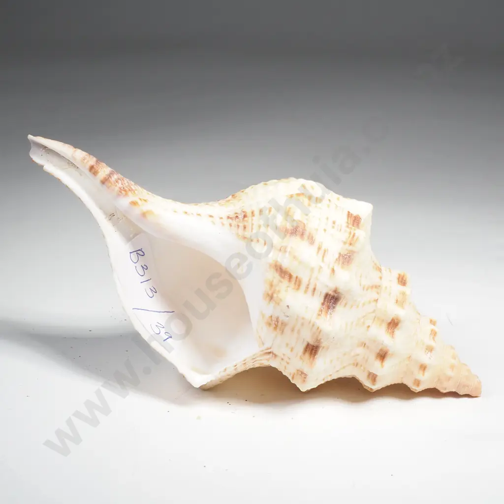 Dilated Whelk Sea Shell Image 1++