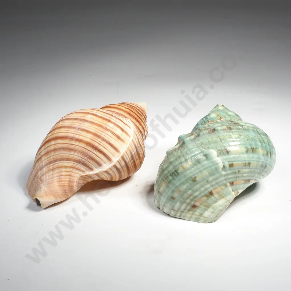 Jade Green Turbo Shell & Toona Shell Image 1++
