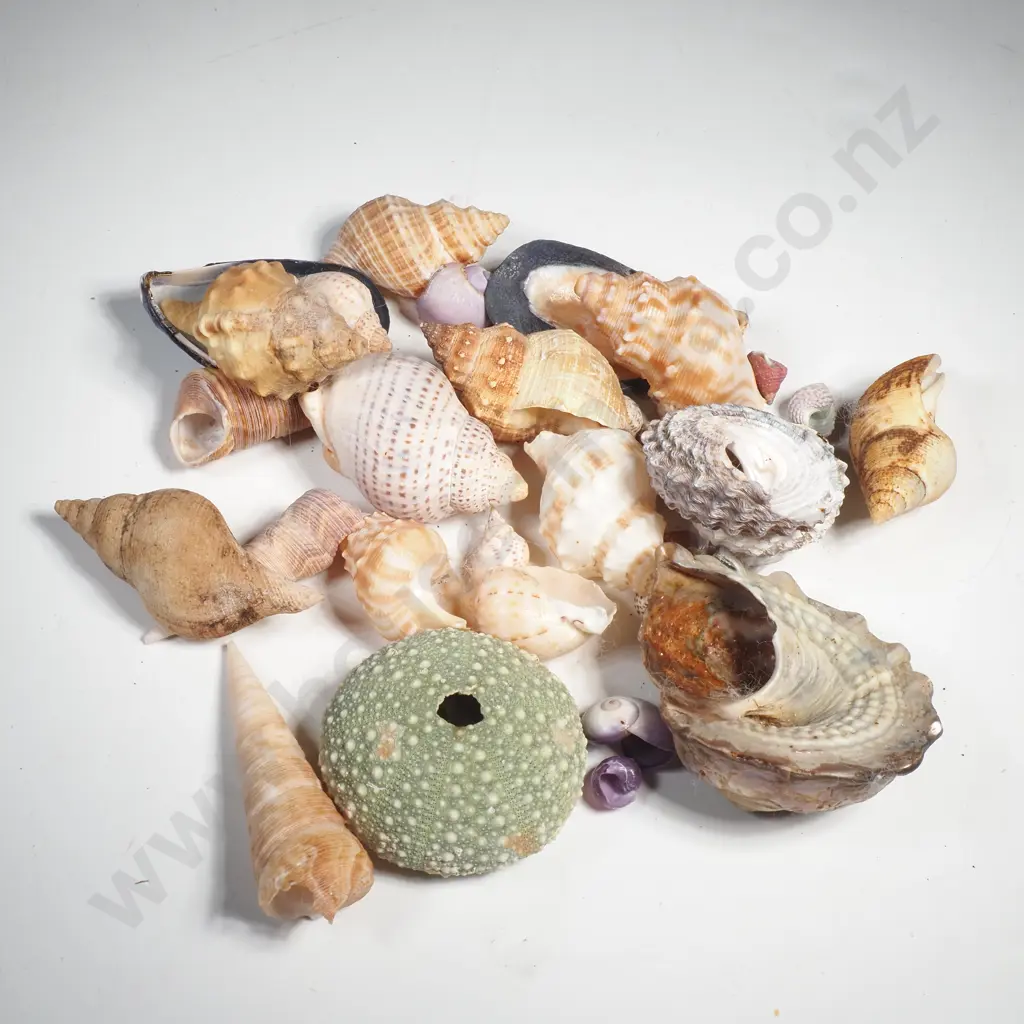 A Quantity of Various Seashells Image 1++