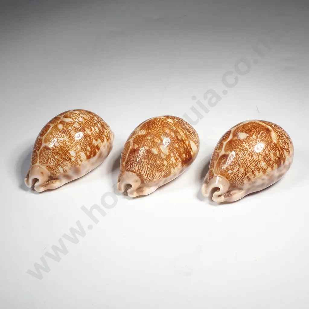 3 x Map Cowrie Shells Image 1++