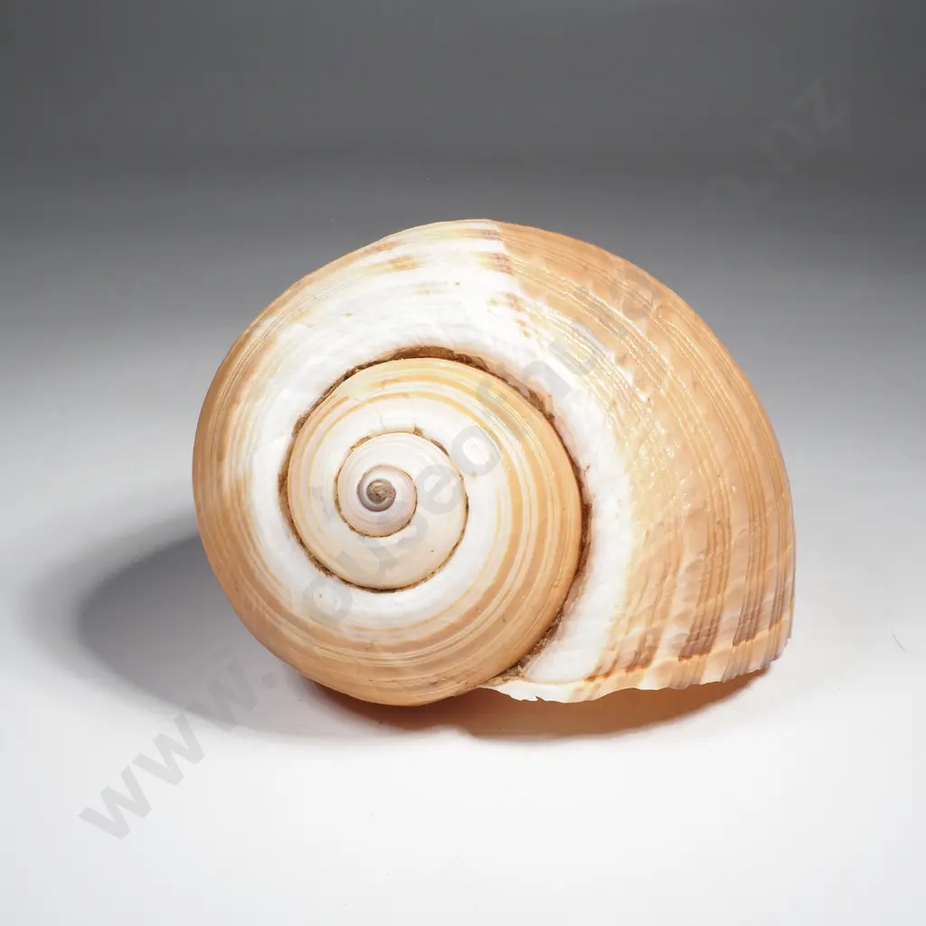 Large Tun Seashell Image 1++