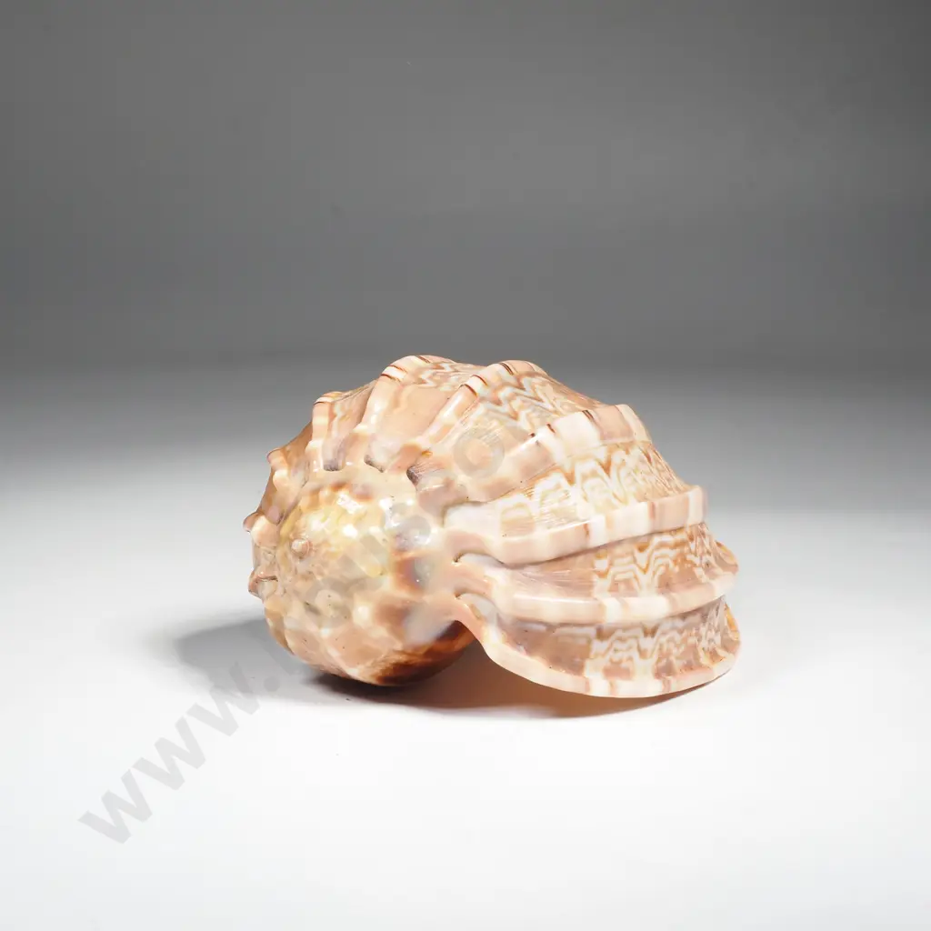 Harp Sea Shell Image 1++