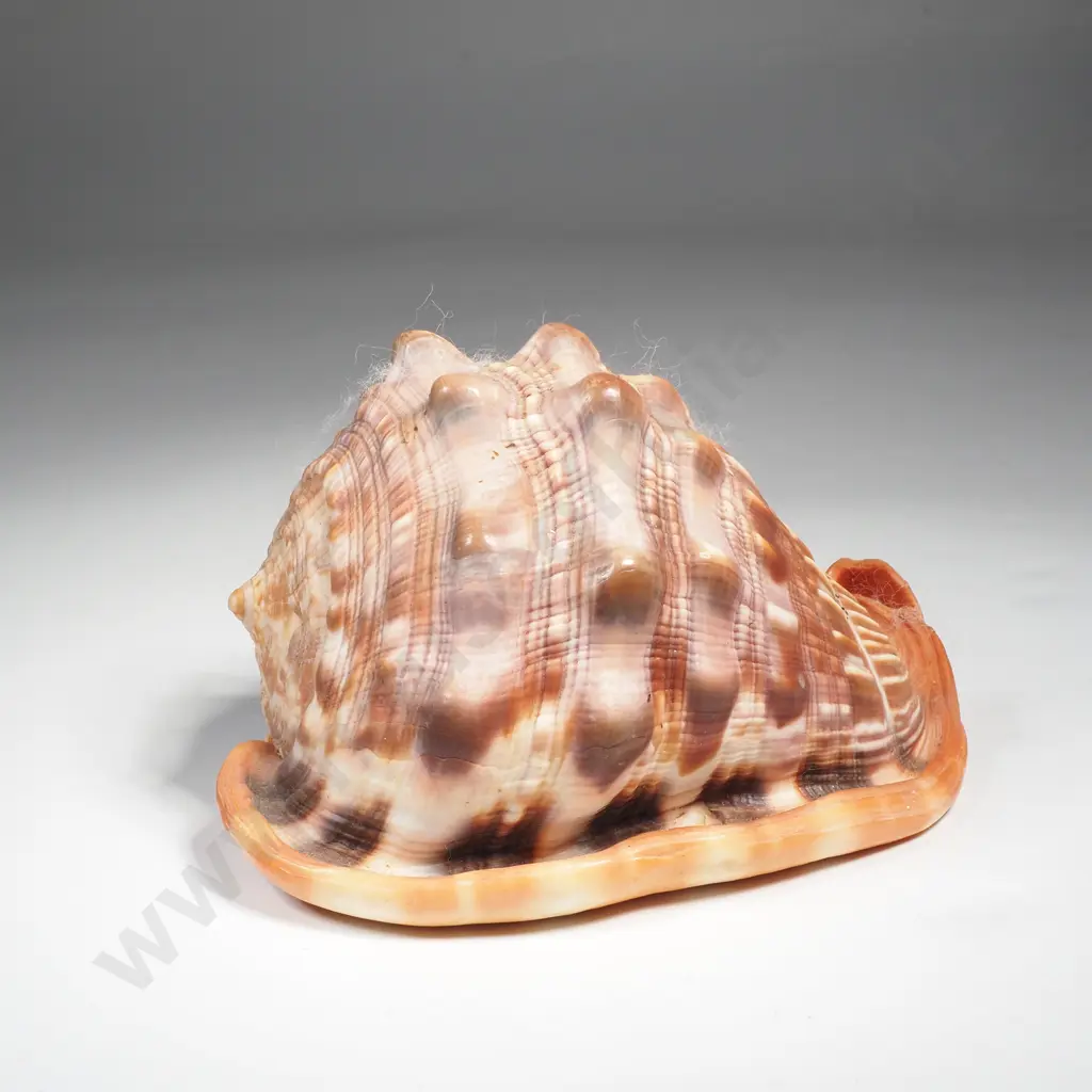 Vintage Helmut Shell Image 1++