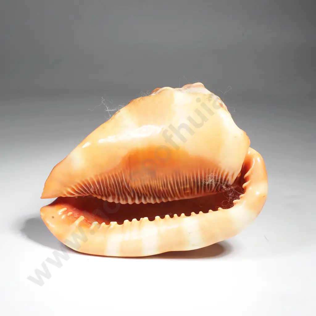 Vintage Helmut Shell Image 1++