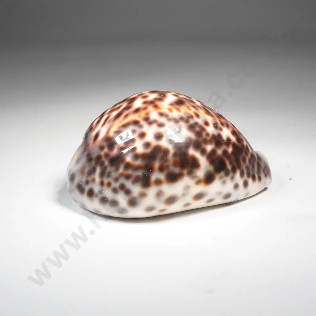 Tiger Cowrie Shell Image 1++