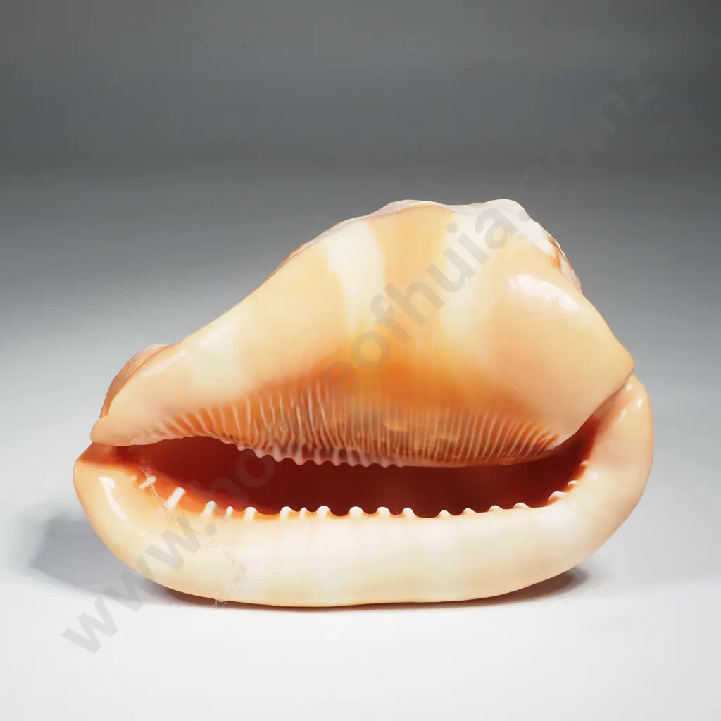 Vintage Helmut Shell a/f Image 1++