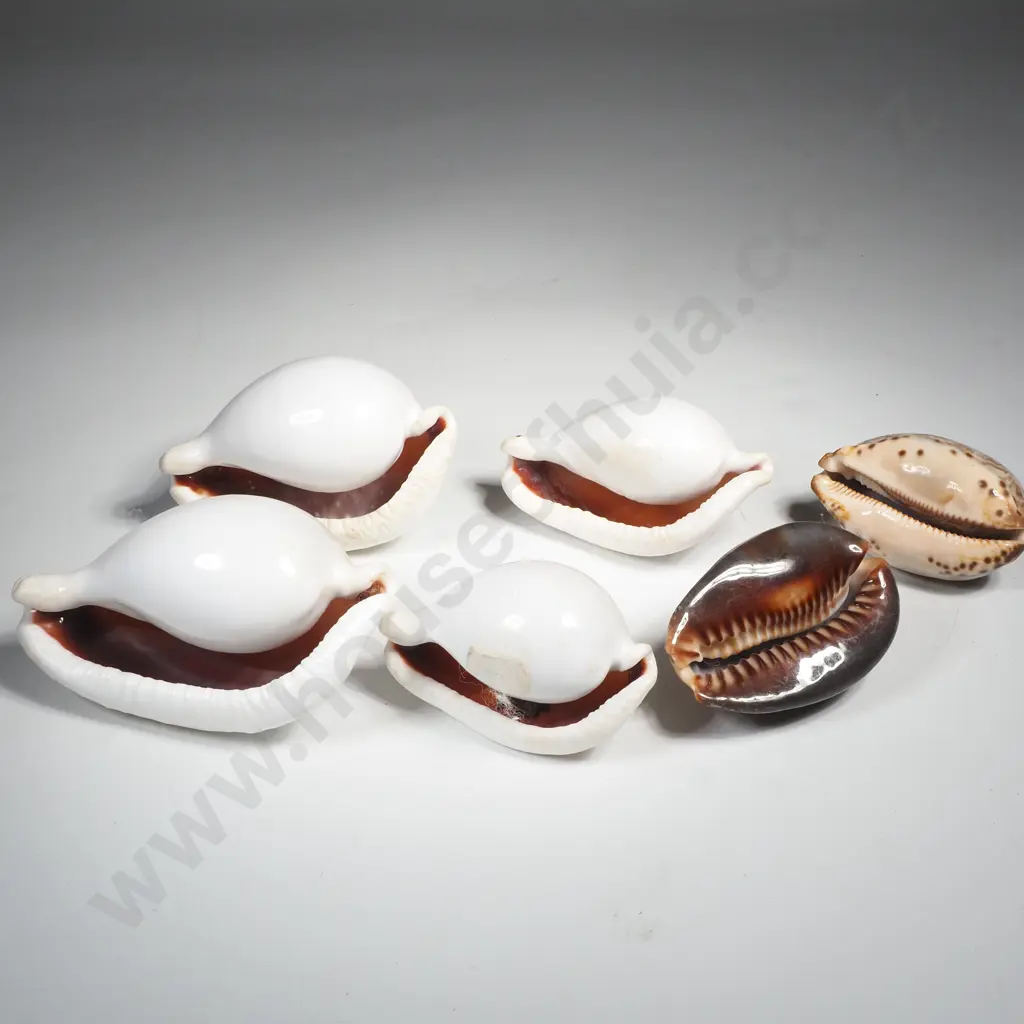 Assorted Cowrie Shell x 6 Image 1++